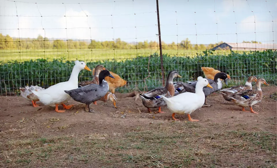 Two- or Four-Night Stay with Farm Tour and Optional Bonfire, Cookout, and Supper from The Farm, LLC - Primary Image