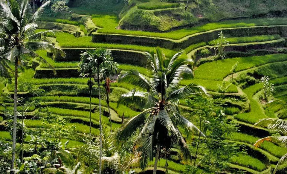 Nine-Day, Seven-Night Tour of Bali with Airfare, Accommodations, and Breakfasts from Pacific Holidays, Inc. - Primary Image