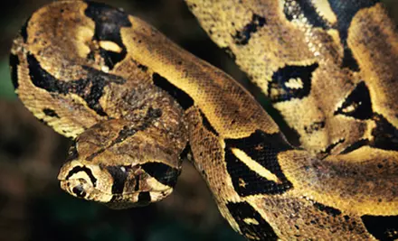 Little Ray's Reptile Zoo Hamilton Visit for Two or for a Family (Up to Half Off) - Primary Image