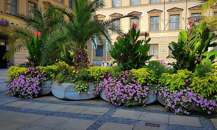 Image 2: One or Two Canary Island Phoenix Palm Trees