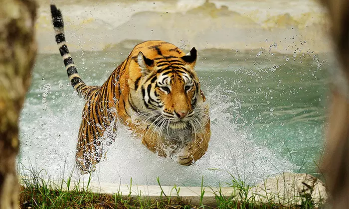 One-Year Individual Membership to the Oakland Zoo (50% Off) - Primary Image