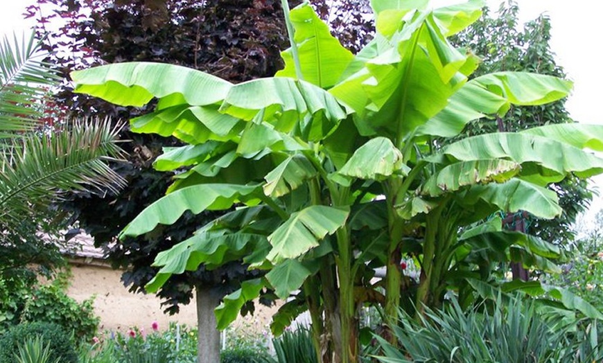 Image 1: Potted Outdoor Banana Plants
