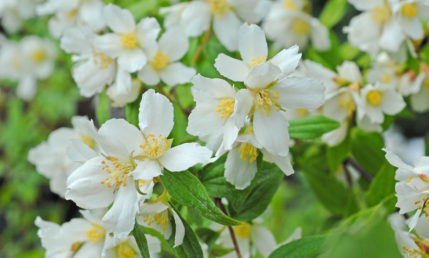 Image 5: Philadelphus Lemoinei Collection