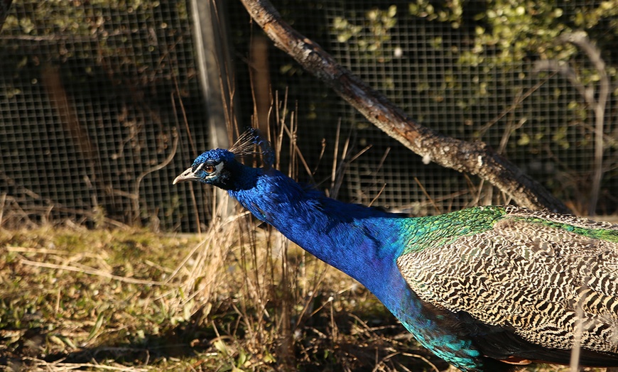 Image 5: Entrées au Parc Animalier Ginasservis Zoo