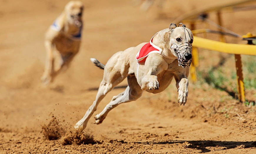 Image 1: Greyhound Race Night 