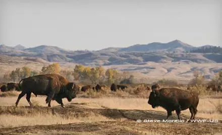 $15 Donation to World Wildlife Fund - Second Medium