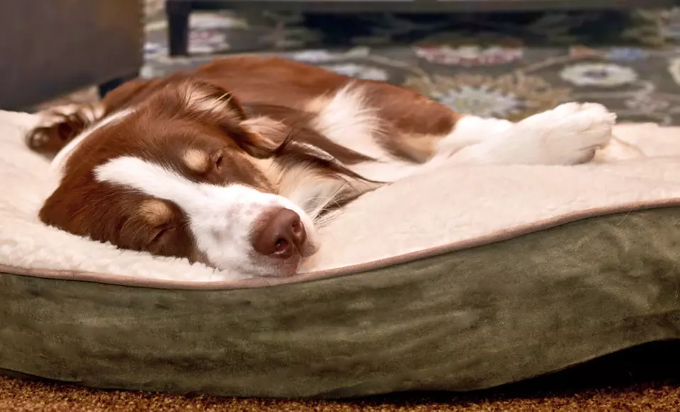 Furhaven Faux-Fur or Gusseted Pet Pillow (Up to 57% Off). Multiple Styles Available. Free Returns. - Primary Image