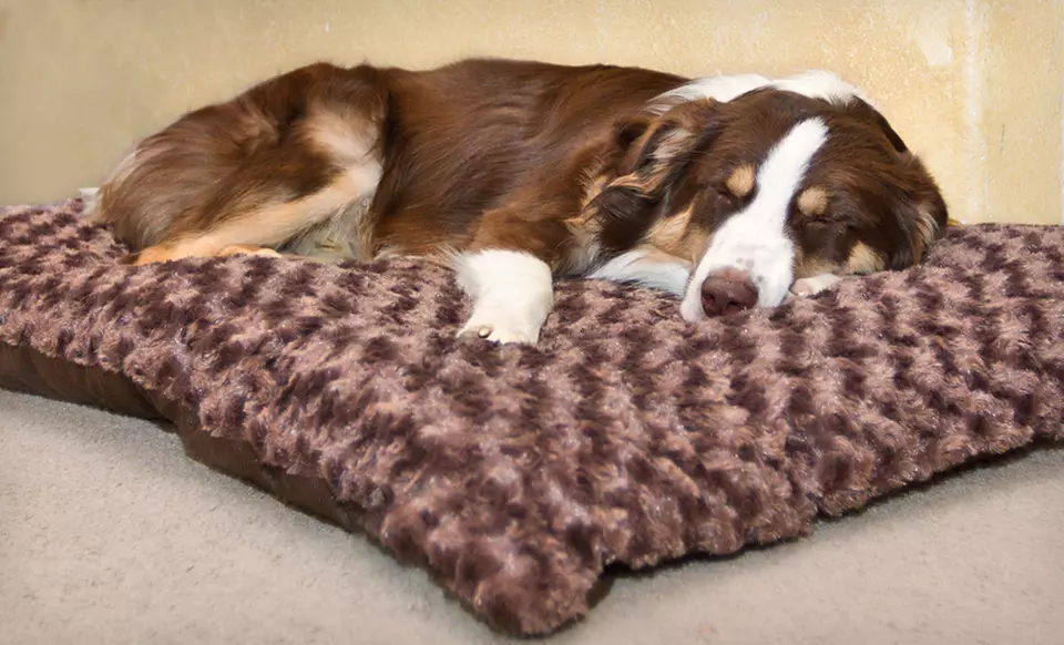 Furhaven NAP Faux Fur Pet Pillows (Up to 56% Off). Multiple Colors and Sizes Available. Free Shipping and Free Returns - Primary Image