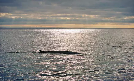 $12 for Two-Hour Evening Blue-Whale-Watching Trip with Dana Wharf Whale Watching (Up to $25 Value) - Second Medium