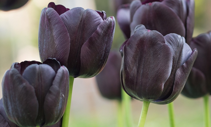 Image 2: Deep and Dark Mixed Tulip Bulbs