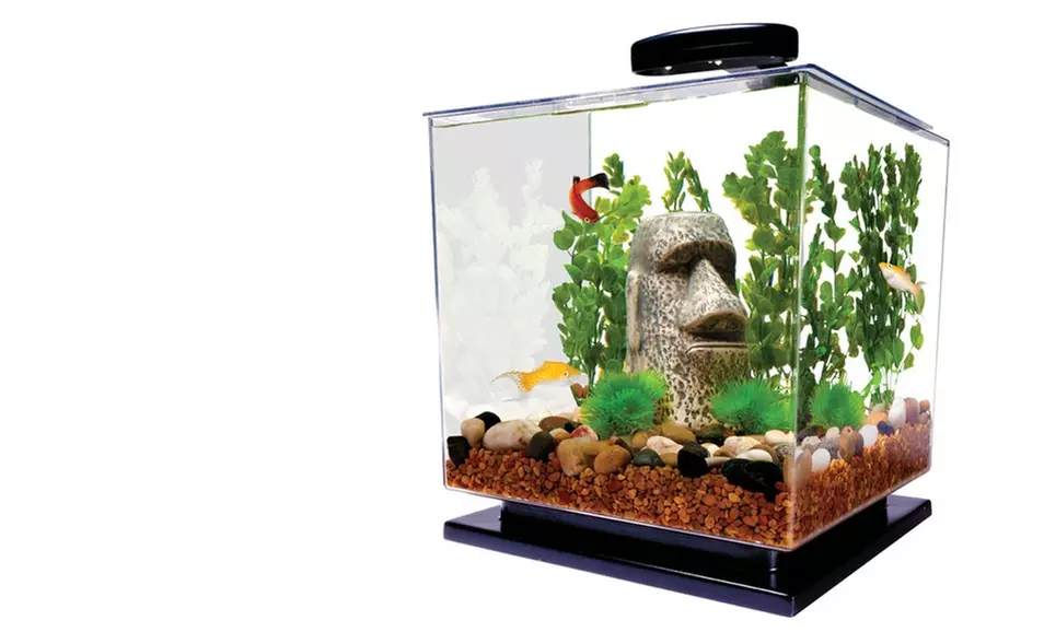$24.99 for a Tetra 3 Gal. Desktop Aquarium Kit with LED ($49.99 List Price). Free Shipping and Returns. - Primary Image