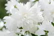 Mock Orange - Philadelphus 'Pearls of Perfume' or 'Belle Etoile' – 1 or 3 Potted Plants - Second Medium