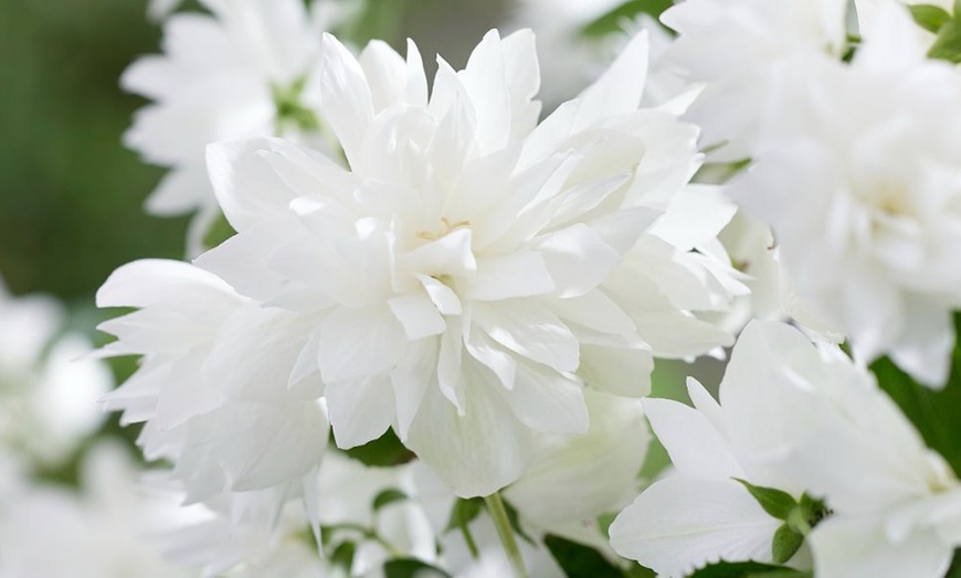 Image 2: Mock Orange Philadelphus 'Pearls of Perfume' 1 or 3 Potted Plants