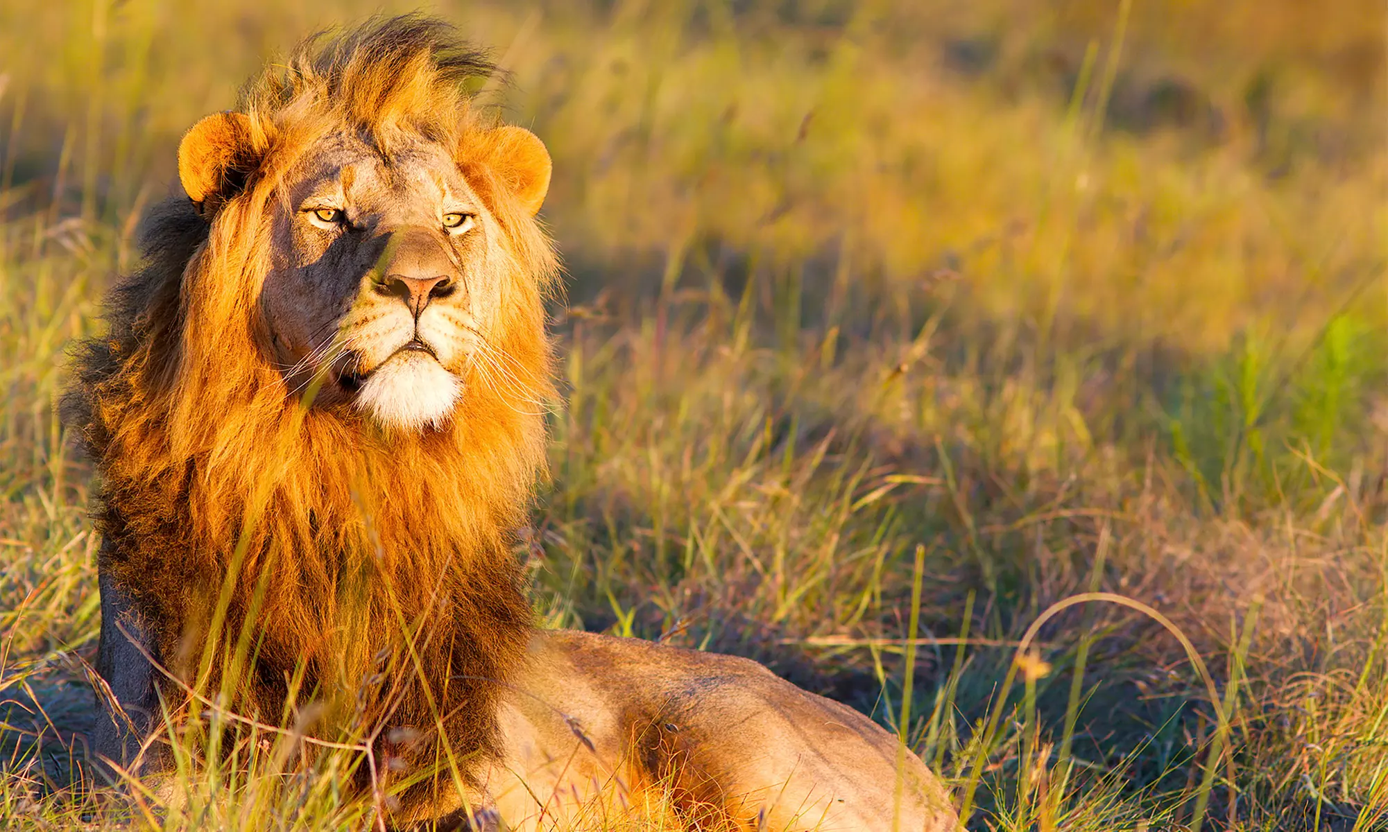 South Africa Tour and Safari. Price is per Person, Based on Two Guests per Room. Buy One Voucher per Person. - Primary Image