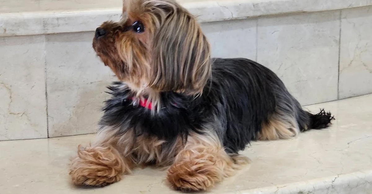 Professional Pet Grooming For Cats, Medium Or Large Dogs Professional Pet Grooming For Cats, Medium Or Large Dogs