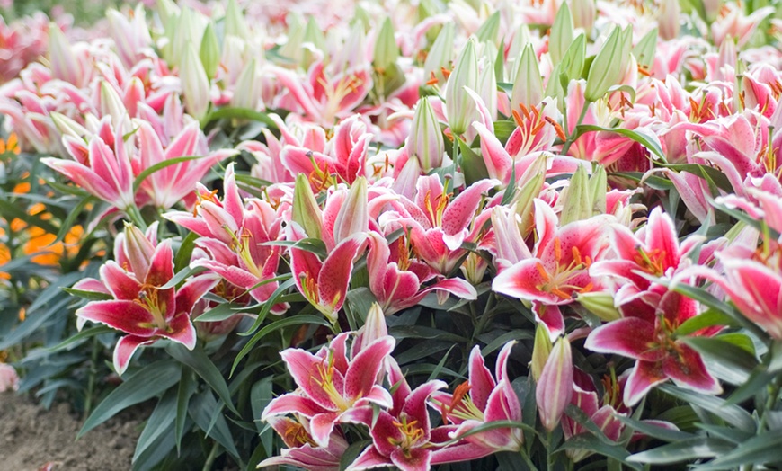 Up To 30% Off Lily 'Dazzler' 24 Bulbs | Groupon