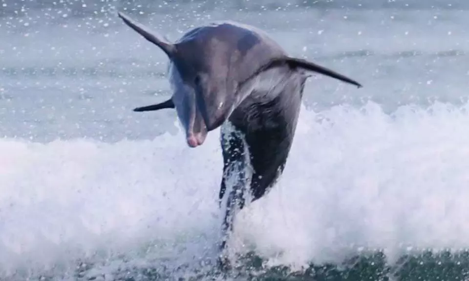 Up to 21% Off on Dolphin Watching at Sweet Sunsets & Dolphin Tours - Primary Image