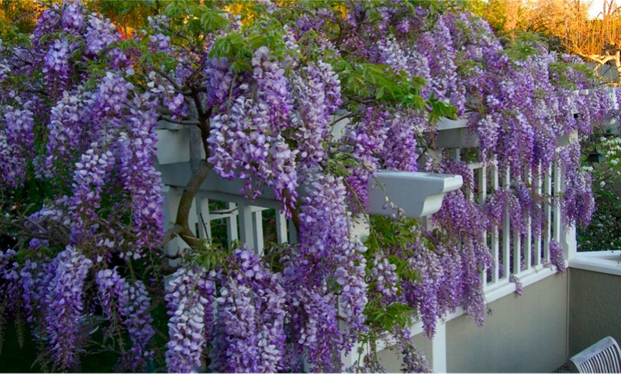 Image 2: Wisteria 'Amethyst Falls' Plant