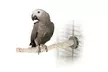 K&H Warming Perches and Heaters for Exotic Birds. Eight Options from $29.99–$39.99. Free Returns. - Second Medium