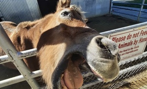 Interactive Animal Adventures with Petting Zoo Admission 