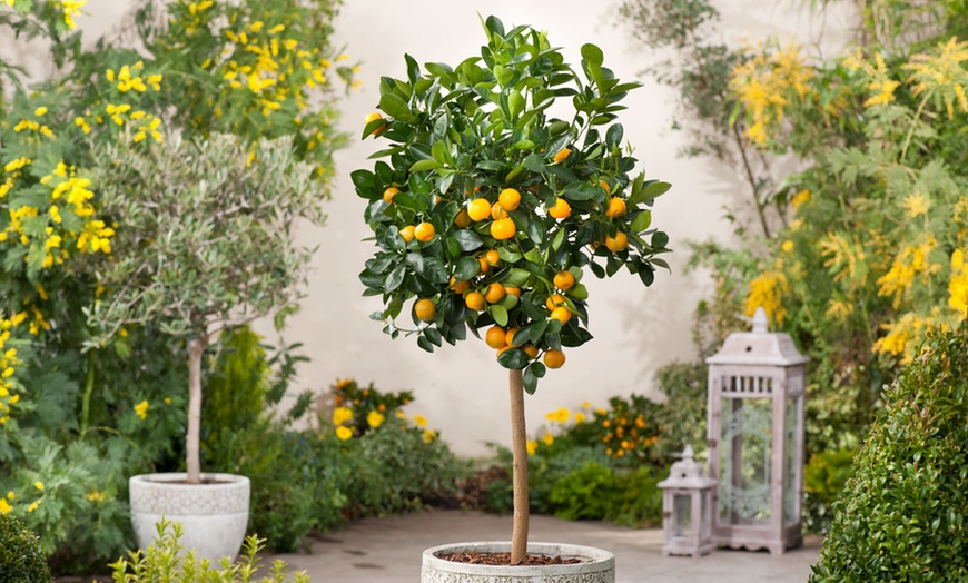 Image 6: Zitrusbaum (Citrus Calamondin)