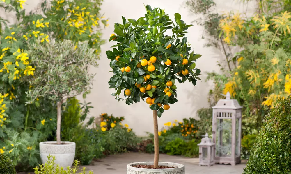 Zitrusbaum (Citrus Calamondin) - Second Medium