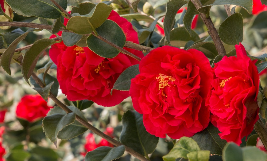 Image 1: 3 Camélias Japonica rouges