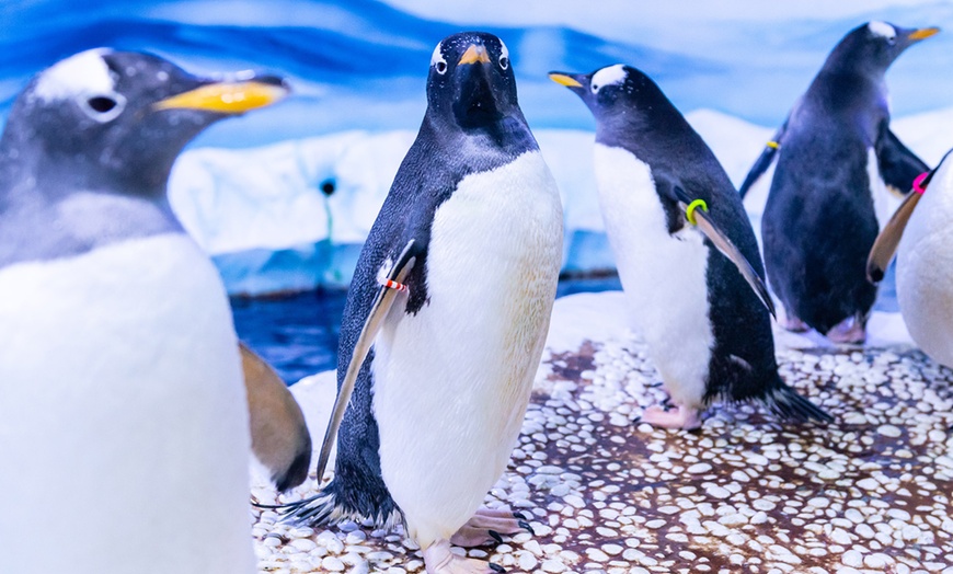 Image 3: SEA LIFE London Aquarium Entry