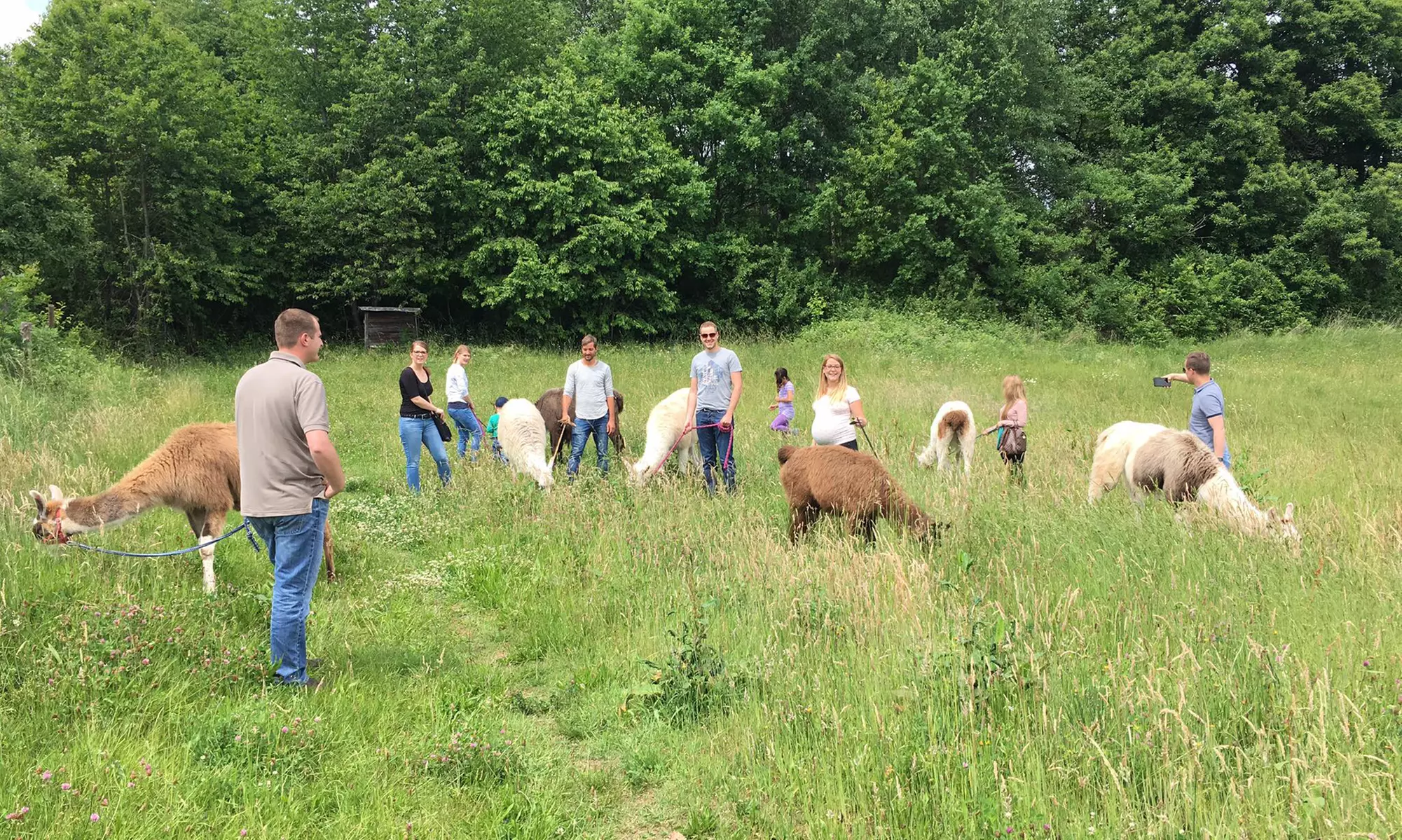 Pfalz Lamas – Frühlings-Lamawanderung im Pfälzerwald für 2 Personen