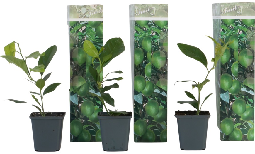 Image 2: Set van 3 Rootz citroen- of sinaasappelbomen