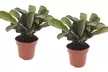 2er-Pack Ctenanthe Pflanze im Modell nach Wahl - Second Medium