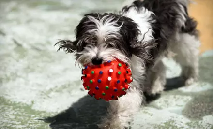 Ten Half or Full Days of Daycare Service at The Dog House Doggie Daycare & Boarding (Up to 60% Off) - Primary Image