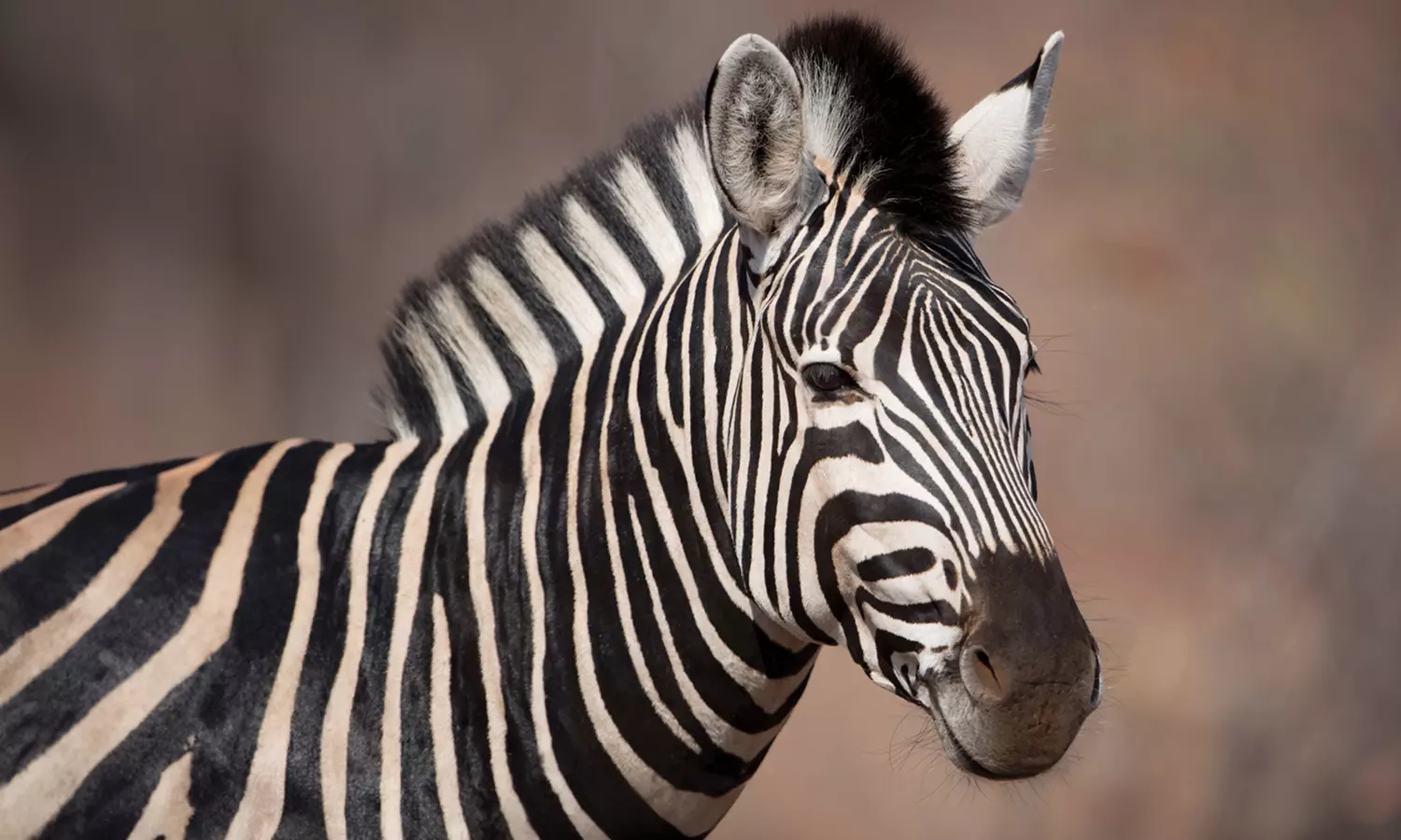 Experience Wild Africa: Lions, Rhinos & Conservation