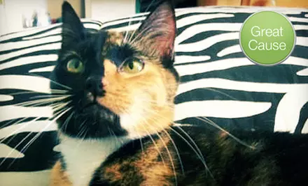 $10 Donation to Help Reduce Cat-Adoption Fees - Primary Image