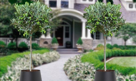 1 ou 2 oliviers 'Olea europaea' de 90-100 cm