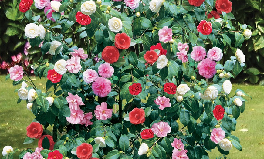 Image 1: Camellia Tricolour Plants 