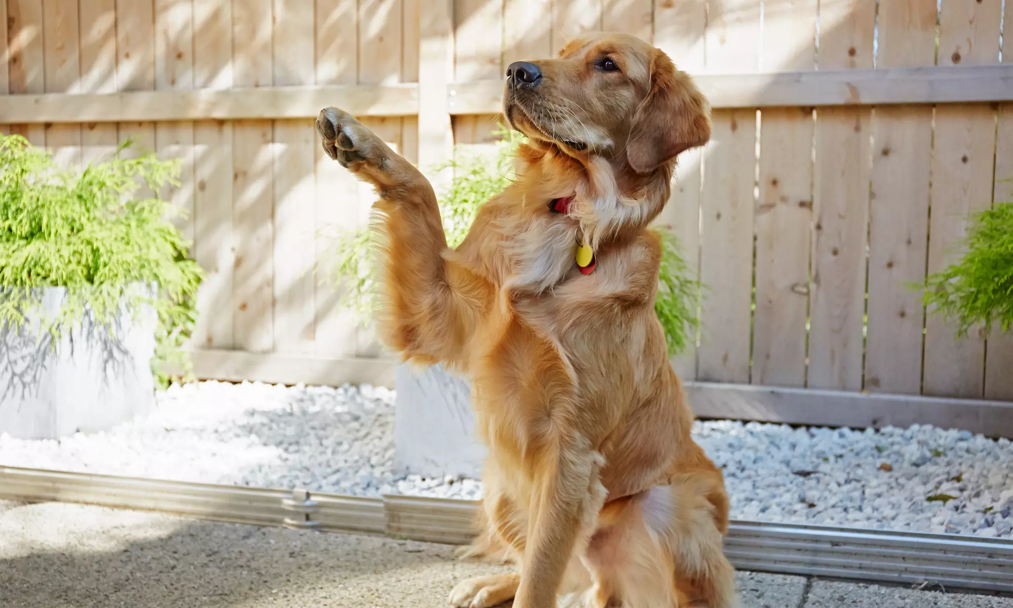 $82.50 for Dog-Training Evaluation with 4 Group Classes or 2 Private Classes at Zoom Room ($150 Value) - Primary Image