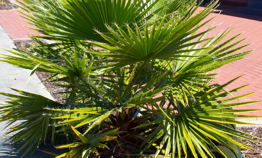 Image 1: Set de 2 palmiers mexicains exotiques