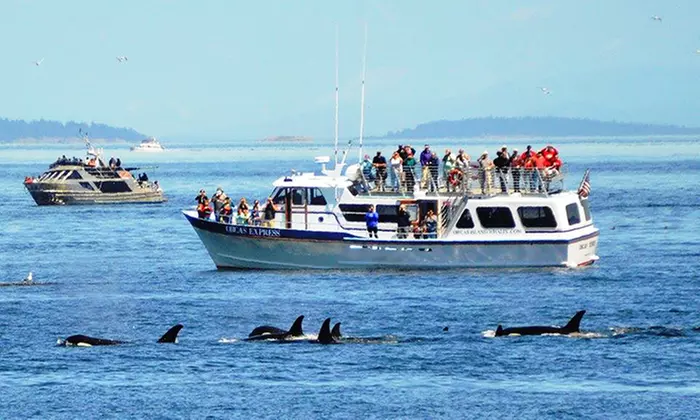 Orca Whale Watching Tour for One, Two, or Four from Orcas Island Eclipse Charters (Up to 37% Off)  - Primary Image