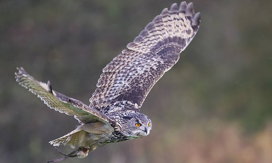 Image 2: Bird of Prey Experience