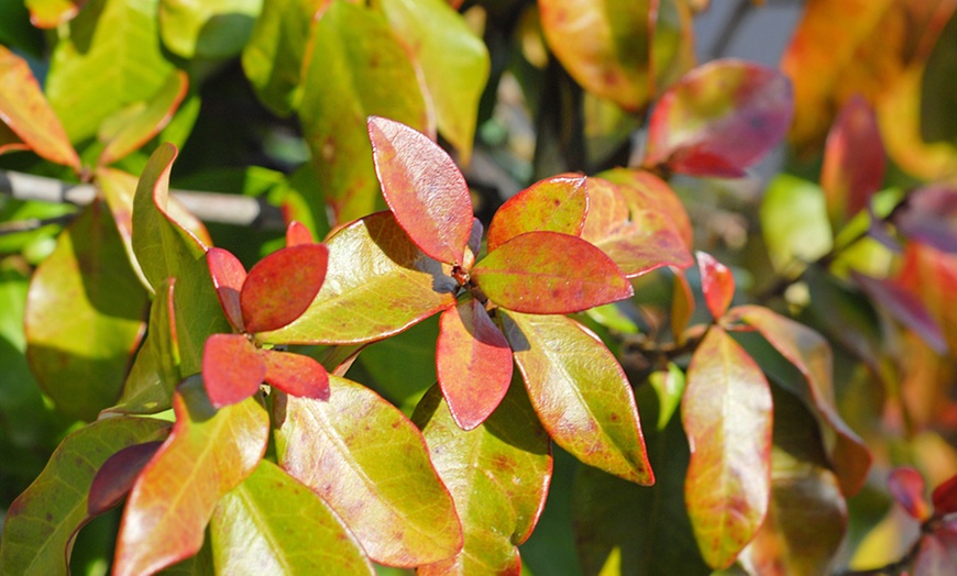 Image 4: One or Two Climbing Scented Star Jasmine Plants