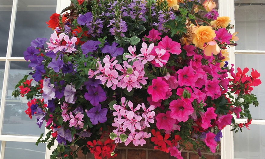 Image 1: One or Two Tutti Frutti Pre-Planted Hanging Baskets
