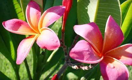 Visit to Naples Botanical Garden for One or Two (Up to 58% Off) - Primary Image