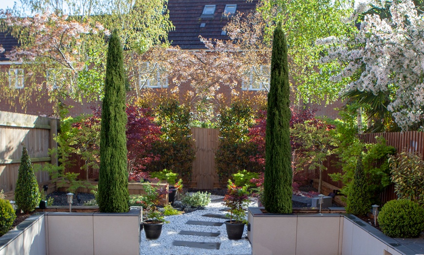 Image 1: Two Large Italian Cypress Trees, 120-140cm