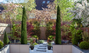 Two Large Italian Cypress Trees, 120-140cm