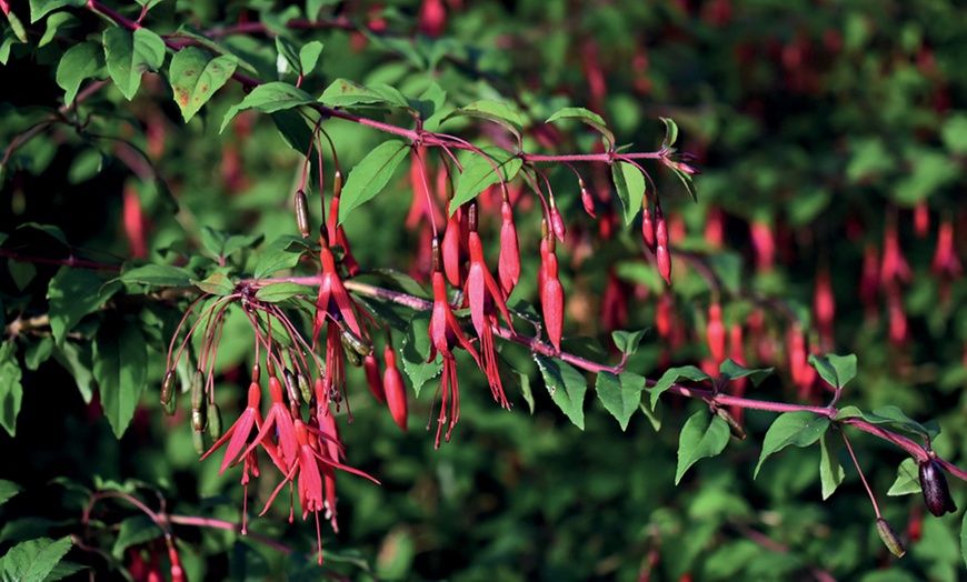 Image 5: Up to Three Fuchsia Riccartonii Hardy Shrub Potted Plants