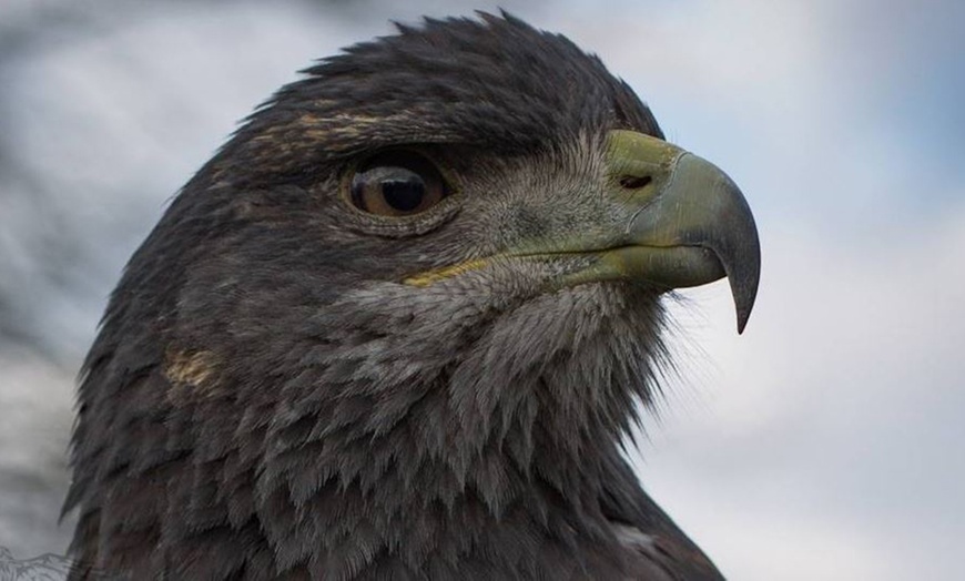 Image 1: VIP-Greifvogel-Spaziergang für 1 Person & 1 Begleitperson