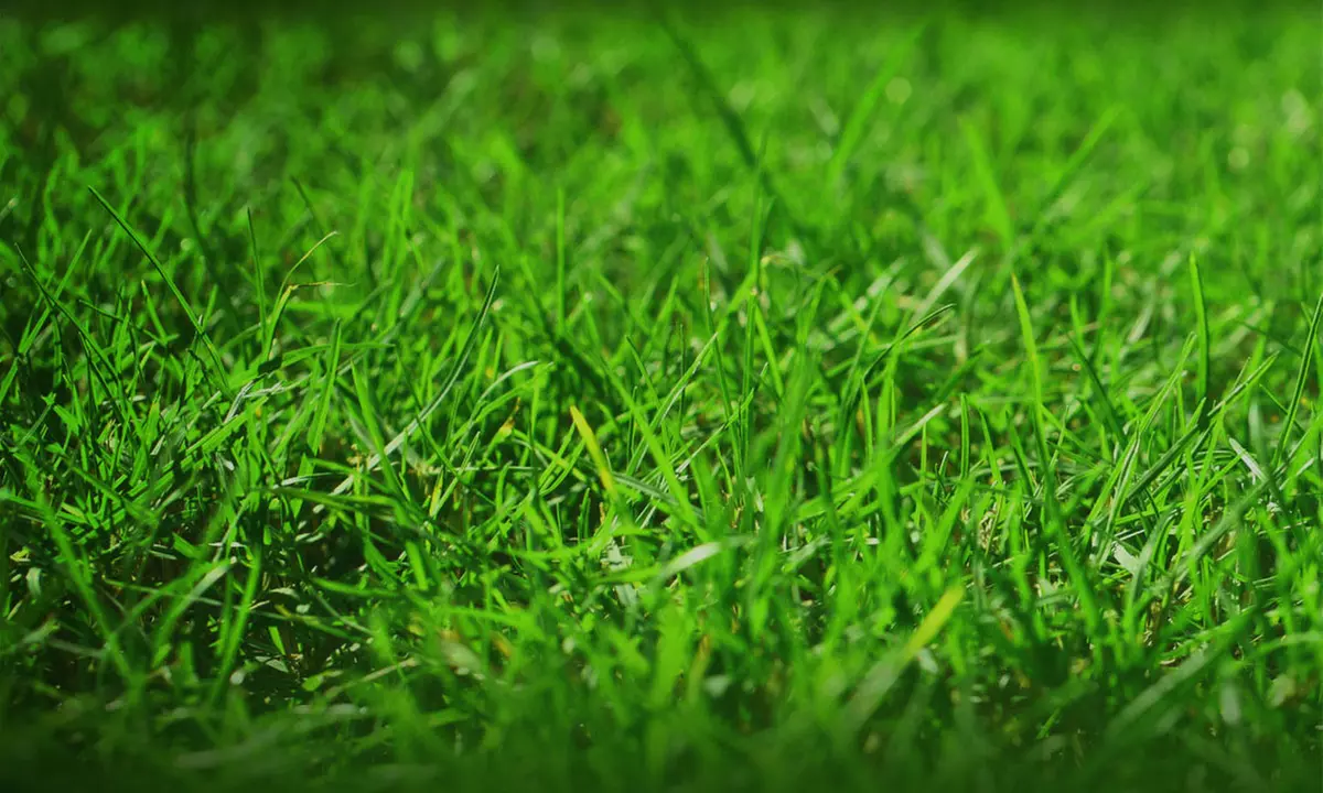 $20 for $45 Worth of Products — Grass Guy - Primary Image