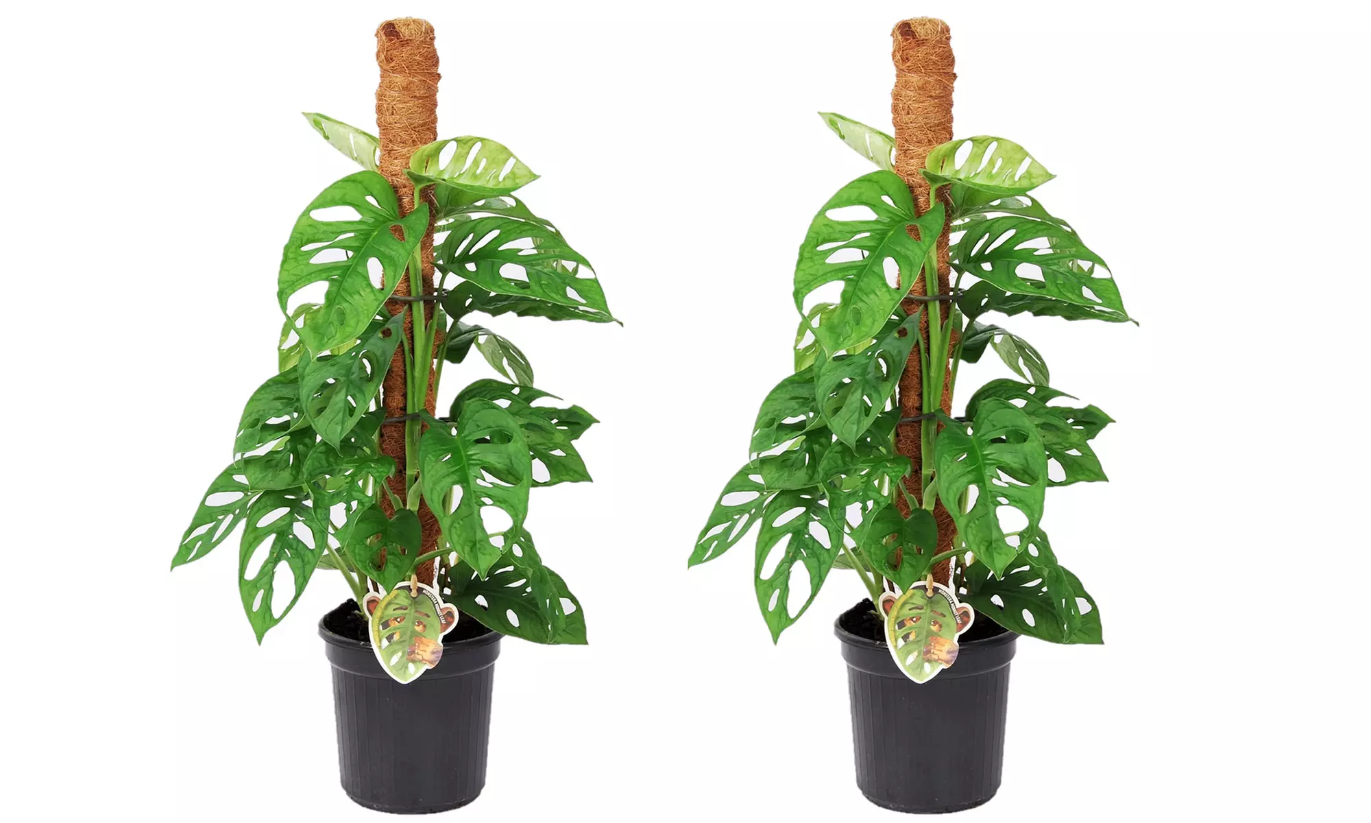 1 ou 2 plantes Monstera Monkey - Image 4