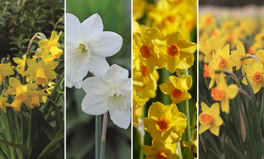 Image 1: 60 or 120 Narcissus Daffodil Dwarf Collection Bulbs